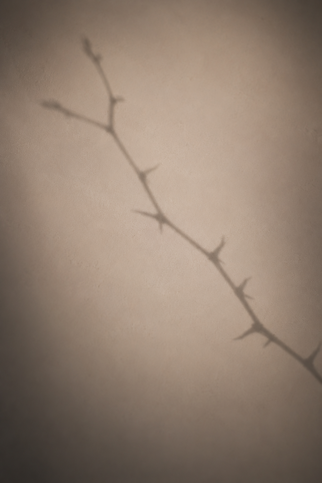 Rose Thorn